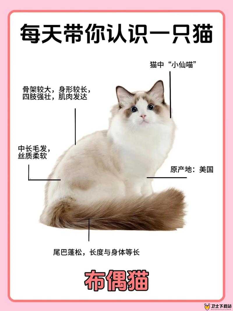 晴天小猫深度攻略，探索布偶猫最佳配对品种，打造完美猫咪组合